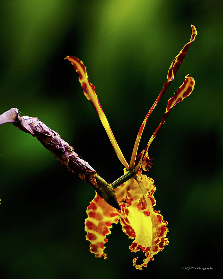 Orchid Delirium #7 Photograph by Al Griffin
