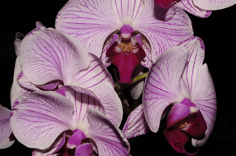 Orchid Detail Photograph by Bob Grabowski