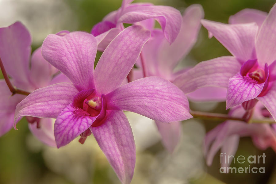 Orchid Details in a Kauai Garden Photograph by Nancy Gleason
