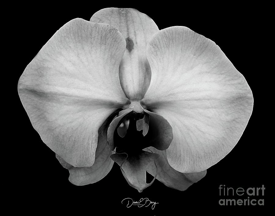 Orchid Photograph by Diane E Berry