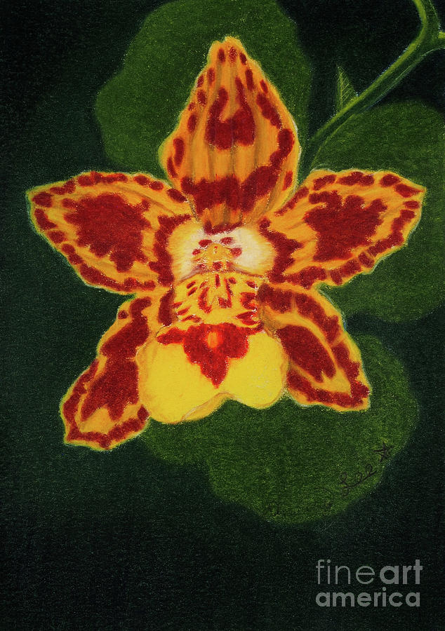 Orchid Painting by Dorothy Lee