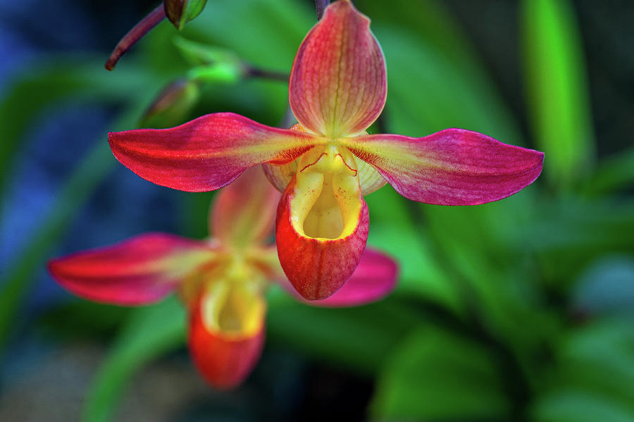 Orchid Photograph by Doug Wittrock