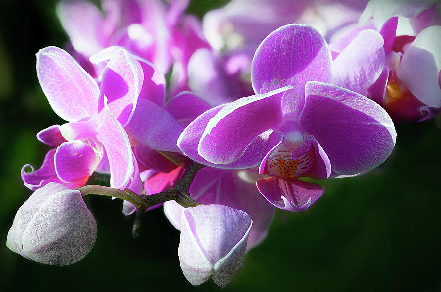 Orchid Duo Photograph by Cheri Freeman