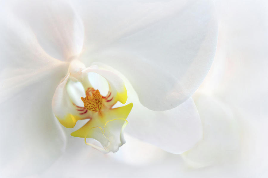 Orchid Echo Photograph by Jessica Jenney