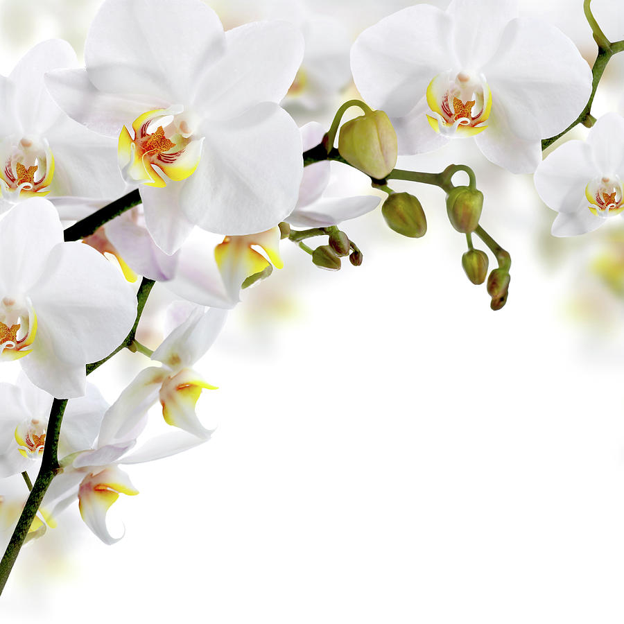 White Orchids - Phalaenopsis Art Digital Art