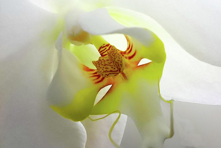 Orchid Photograph by Eric Wiles
