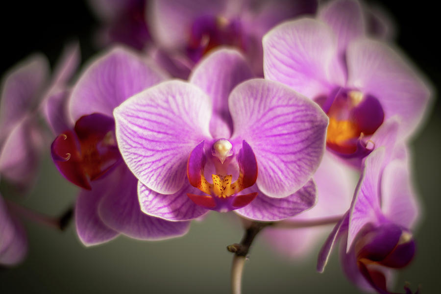 Orchid Family Photograph by Sofian Photography