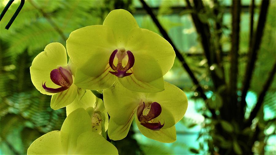 Orchid flower 1 Photograph by Robert Bociaga