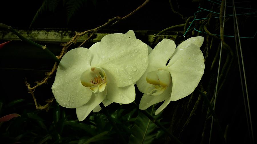 Orchid Flower 2 Photograph by Robert Bociaga