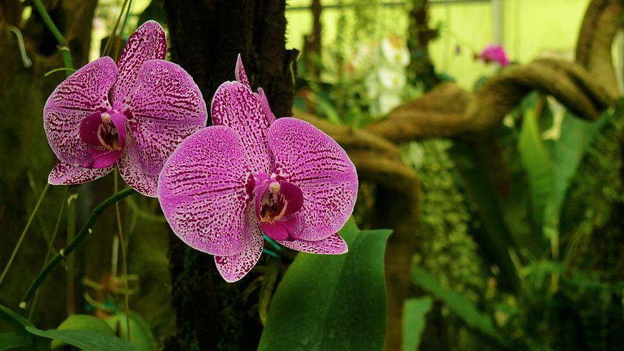 Orchid Flower 3 Photograph by Robert Bociaga