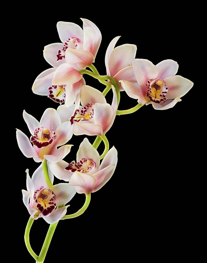 Orchid Flower Cluster Photograph by Susan Candelario