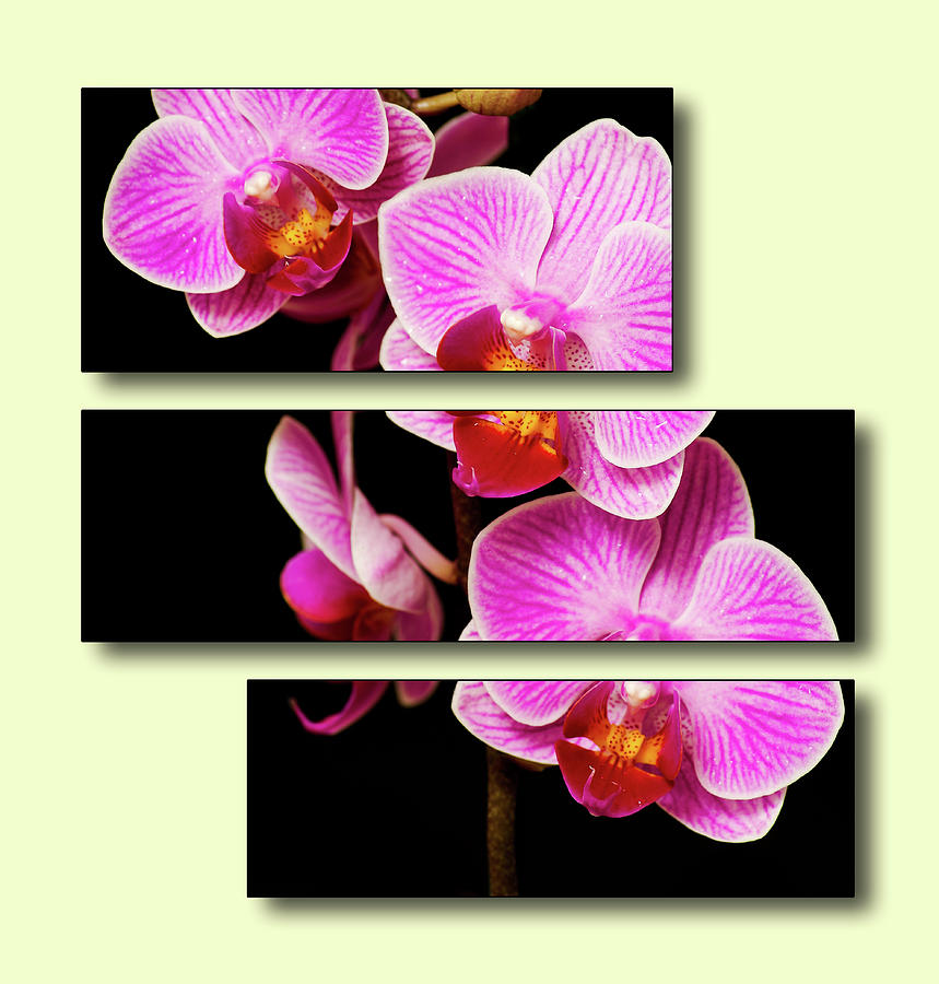 Orchid Flower Digital Art