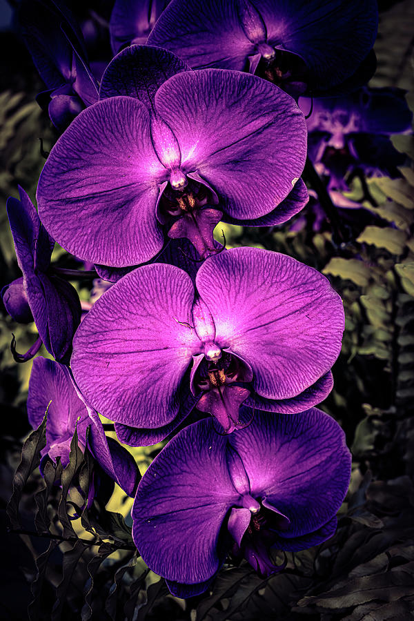 Orchid Flowers #1 Photograph by Chris Lord
