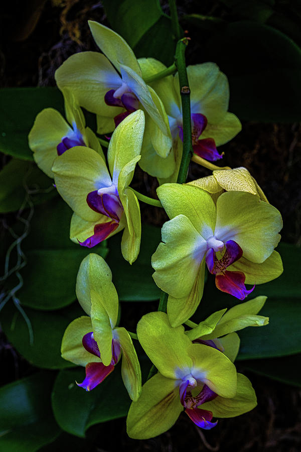 Orchid Flowers #3 Photograph by Chris Lord