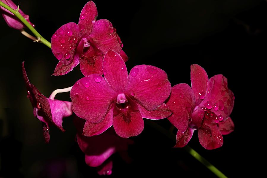 Orchid and Morning Due Photograph by Mingming Jiang