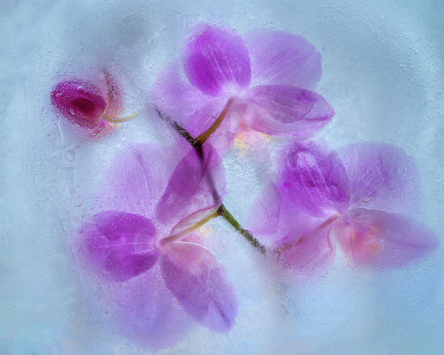 Orchid Flowers In Blue Ice Photograph by Elvira Peretsman