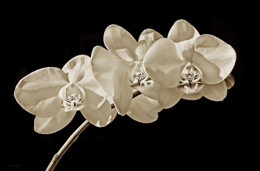 Orchid Flowers in Sepia Photograph by Jennie Marie Schell