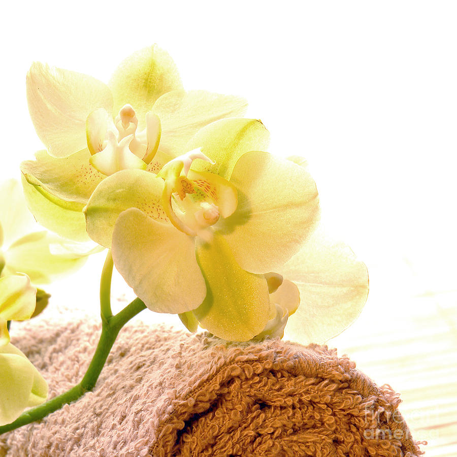 Orchid Flowers on Brown Cotton Towel in a Spa Photograph by Olivier Le Queinec