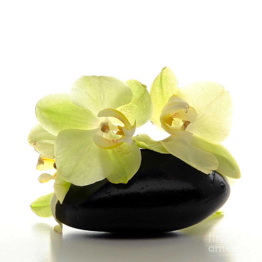 Orchid Photograph - Orchid Flowers on Polished Stone by Olivier Le Queinec