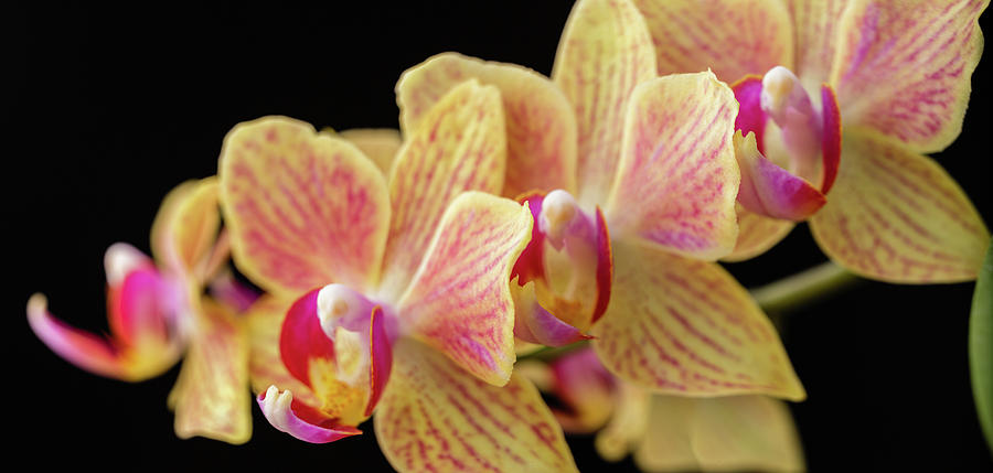 Orchid flowers Photograph by SAURAVphoto Online Store
