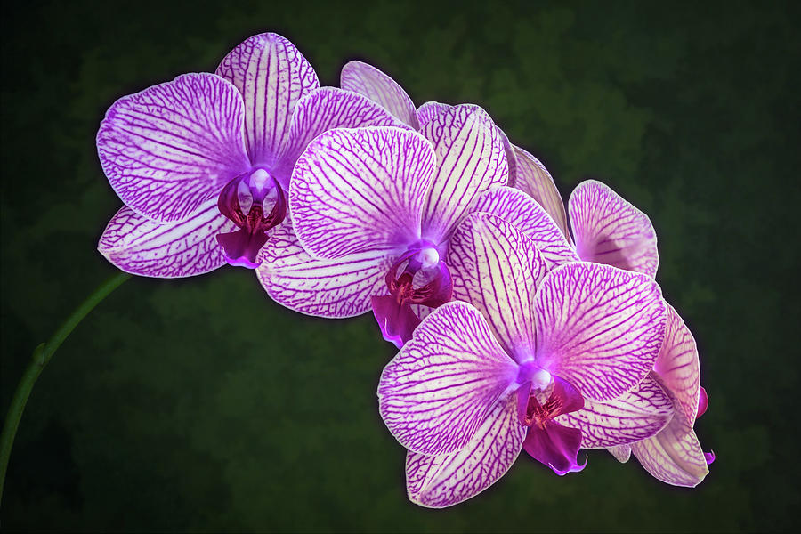 Orchid Flowers With Purple Stripes Photograph by Elvira Peretsman