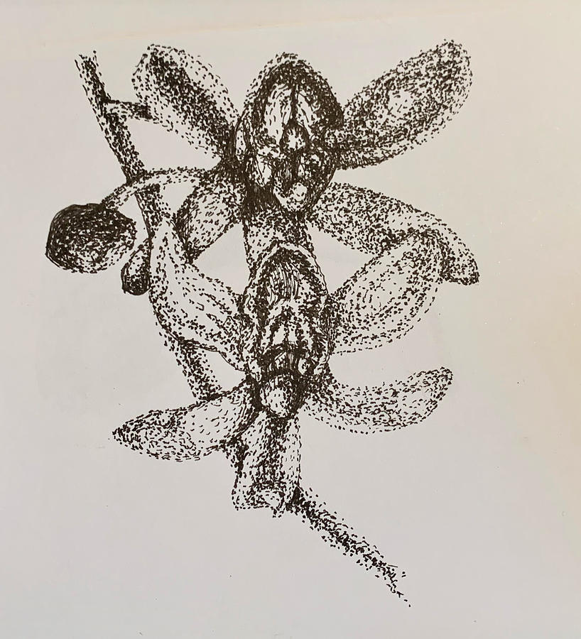 Orchid Drawing by Franci Hepburn