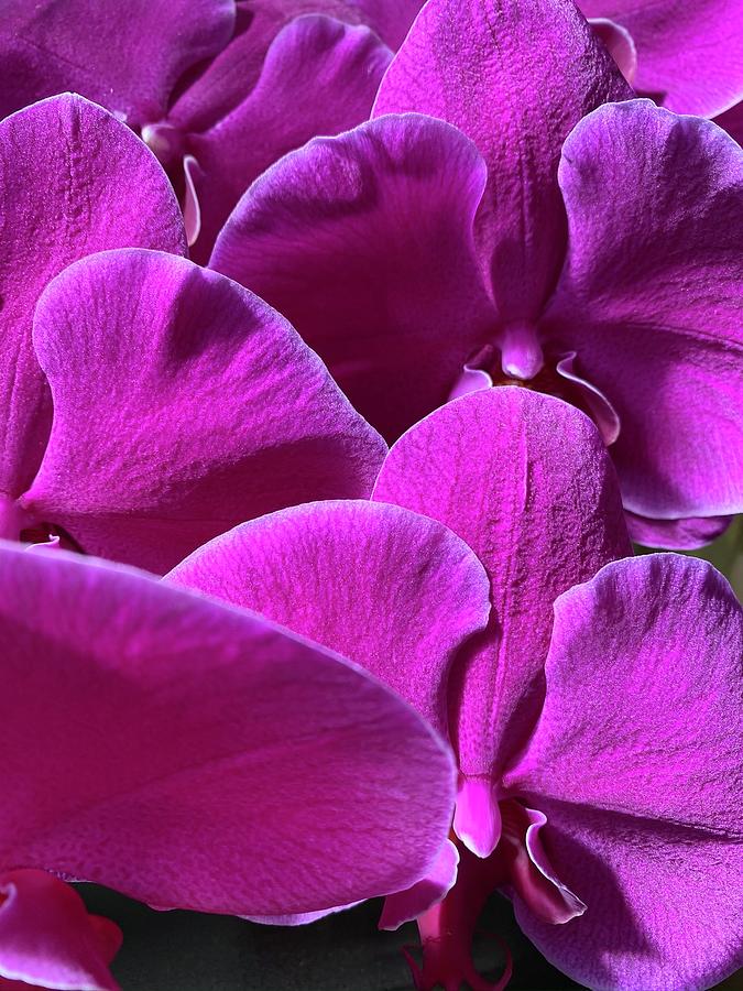 Orchid Frenzy Photograph by Carole Foret