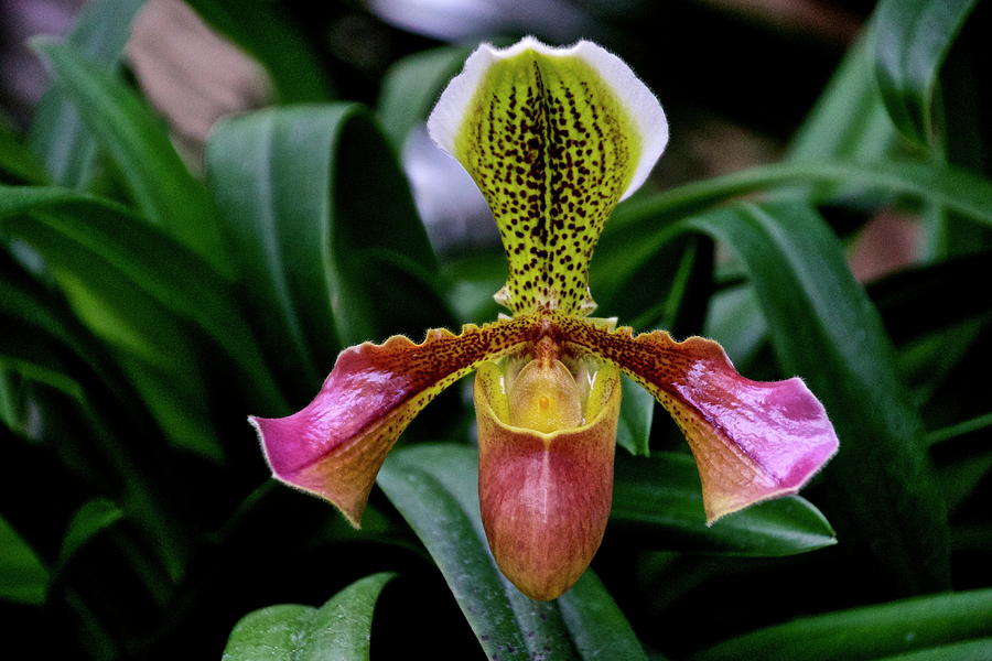 Orchid from Longwood Gardens 5171 Photograph by Mark Holden - Fine Art ...