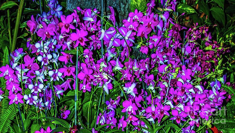 Orchid Photograph - Orchid Gardens by D Davila