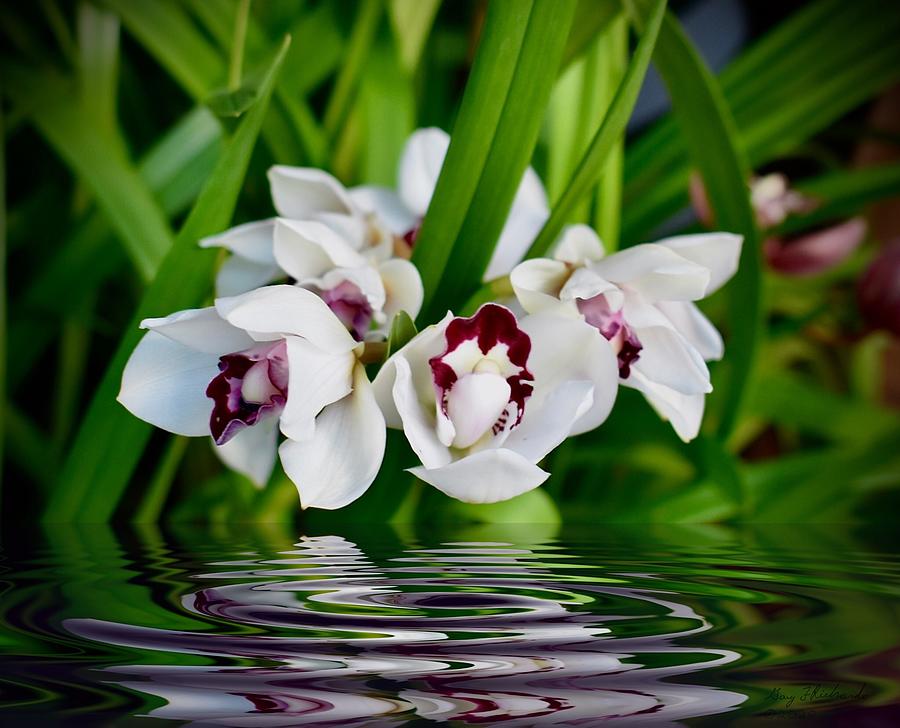 Orchid Gems Photograph