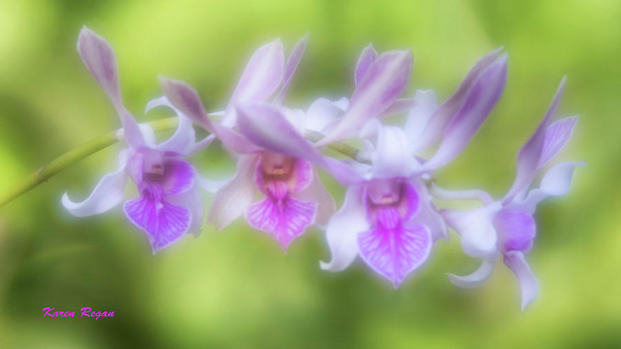 Orchid Glow Photograph by Karen Regan