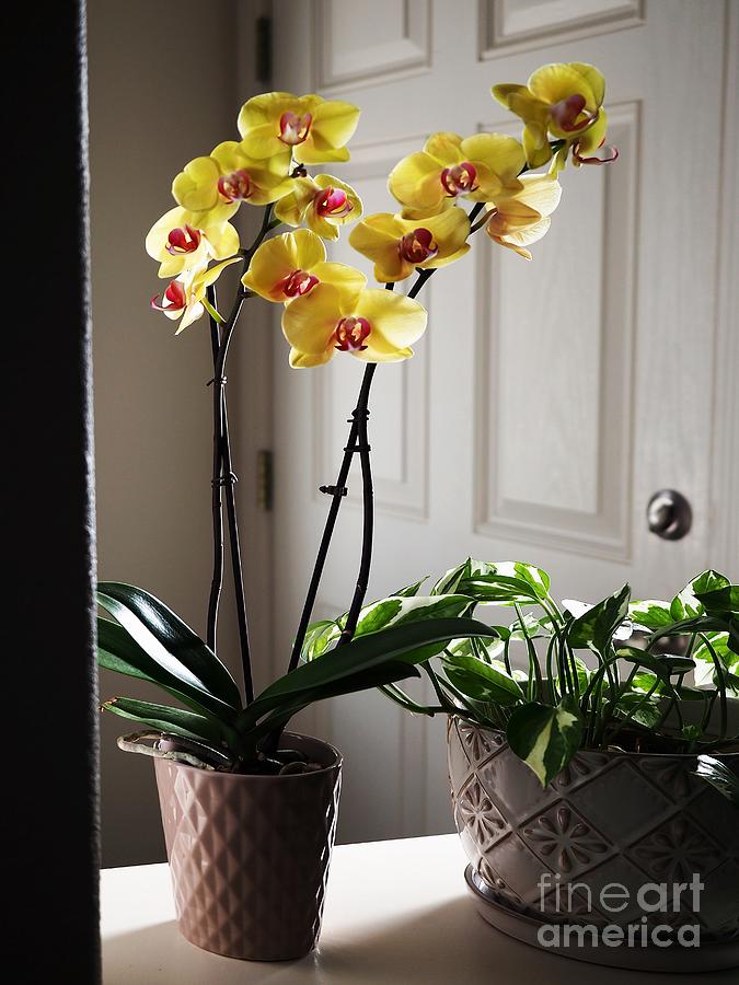Orchid Gold Photograph by Richard Thomas