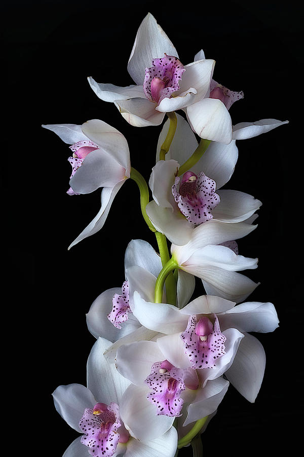 Orchid growing tall Photograph by Wolfgang Stocker