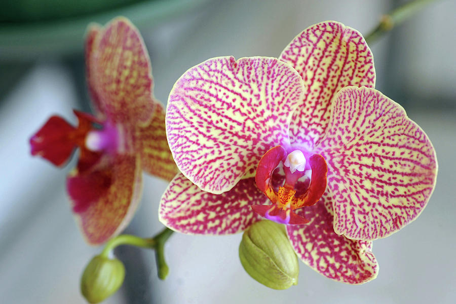 Orchid Photograph by Harold E McCray