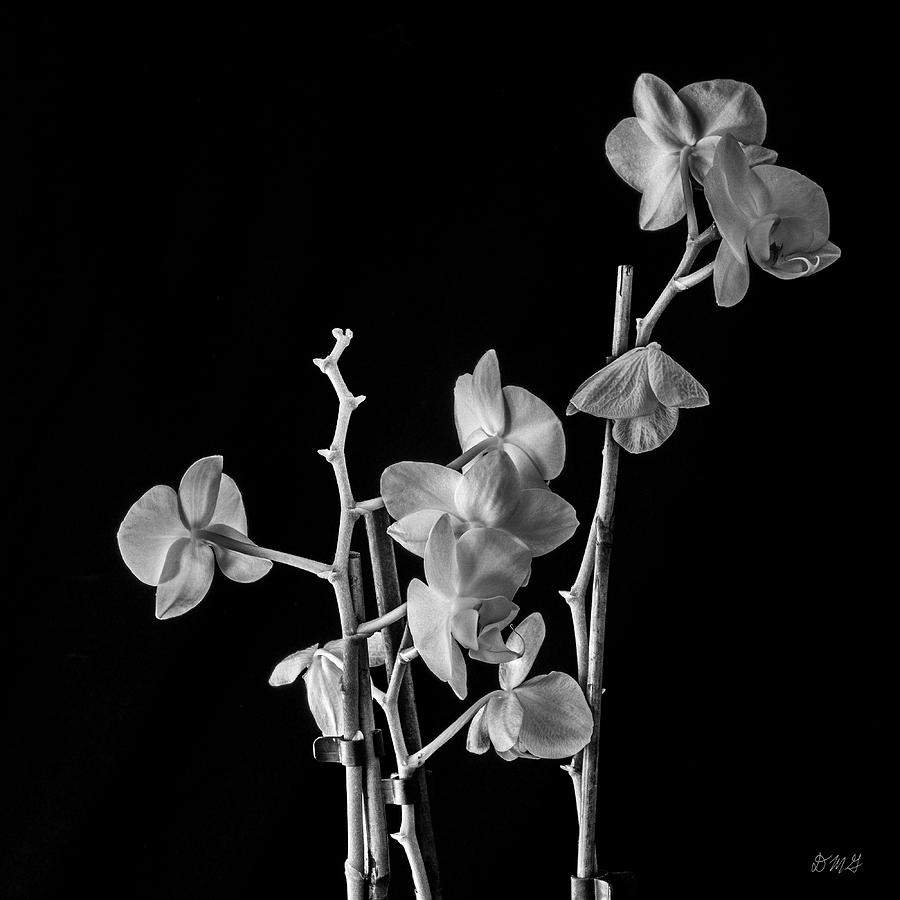 Orchid I BW Photograph by David Gordon