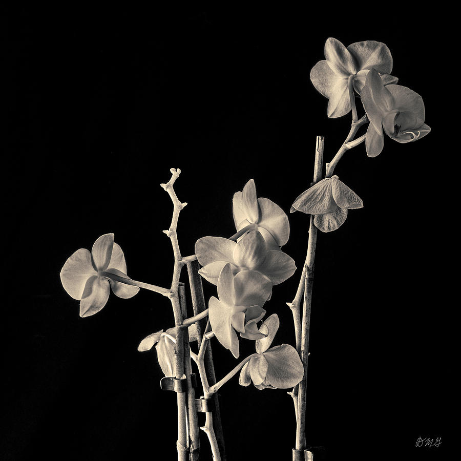 Black And White Photograph - Orchid I Toned by David Gordon