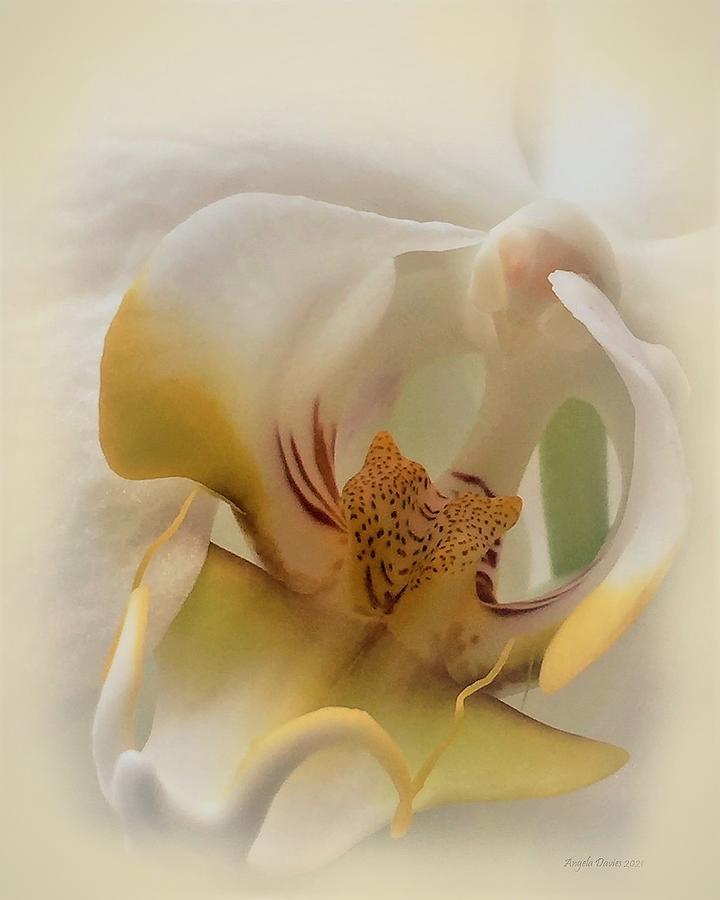 Orchid in a Mist Photograph by Angela Davies