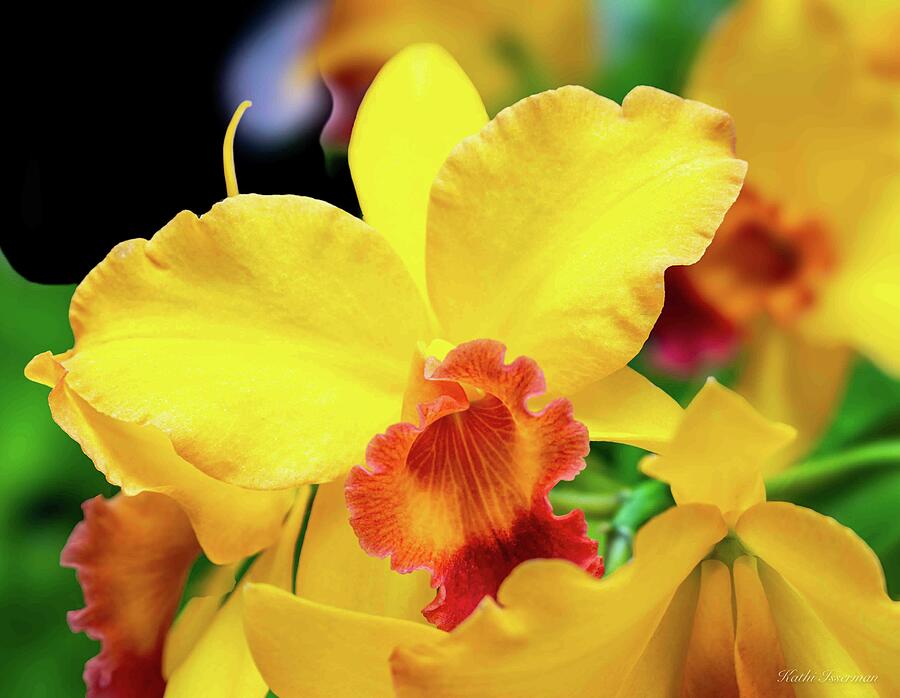 Orchid in Color Photograph by Kathi Isserman Orchid in Color Photograph by Kathi Isserman