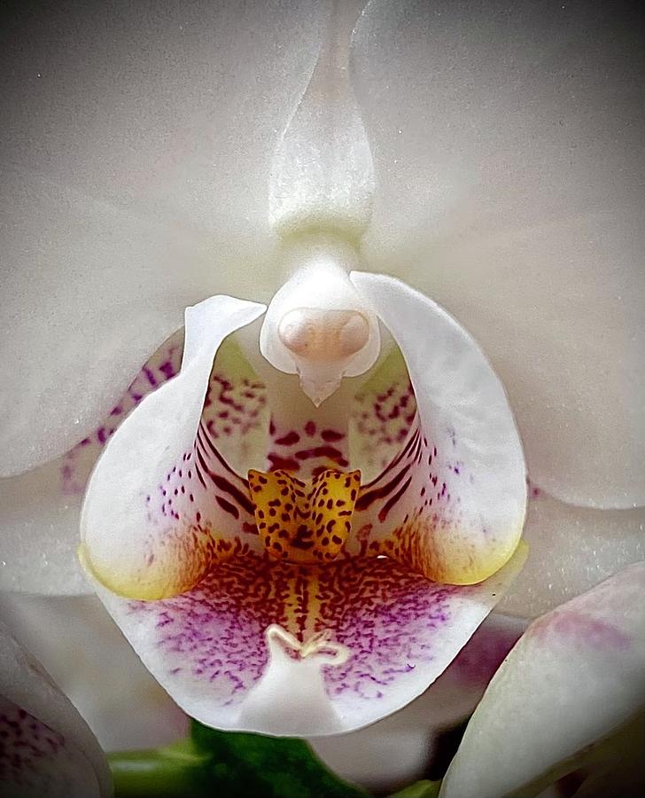Orchid In Fall Photograph