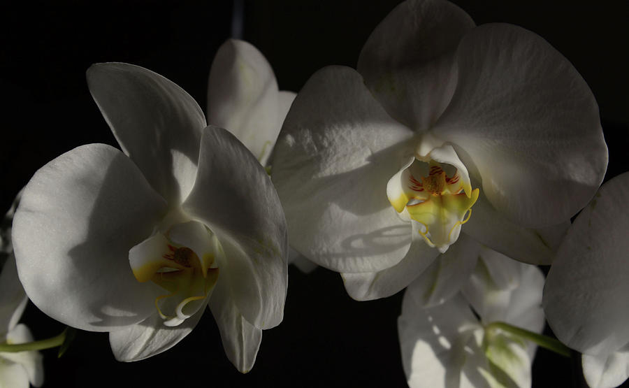 Orchid in Morning Light Photograph by Whispering Peaks Photography