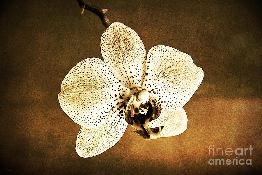 Orchid in sepia Photograph by Ramona Matei