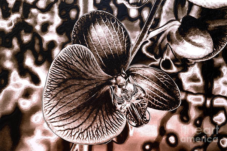 Orchid in Silver Photograph by Sea Change Vibes