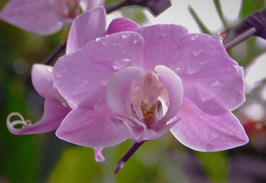 - Orchid in the rain Photograph by THERESA Nye