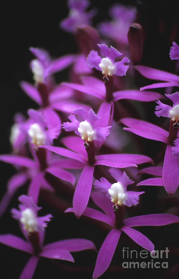 Epidendrum secundum Orchid Peru Photograph by James Brunker