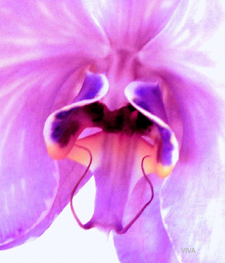 Orchid-InnerSecrets Photograph by VIVA Anderson