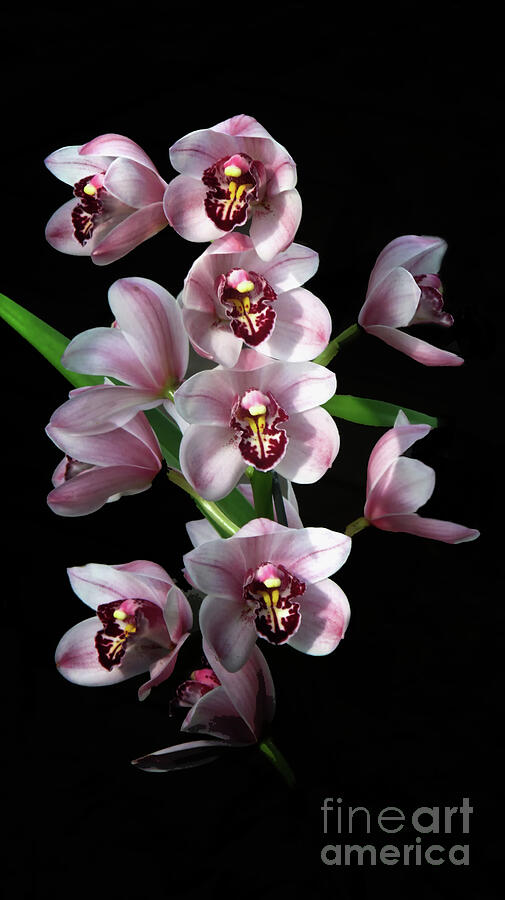 Orchid Insanity on Black Photograph by Ruth Jolly