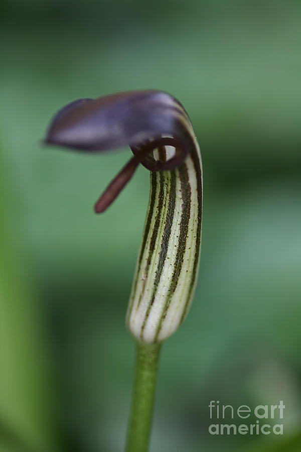 Orchid-jack In The Pulpit  Photograph by Joy Watson