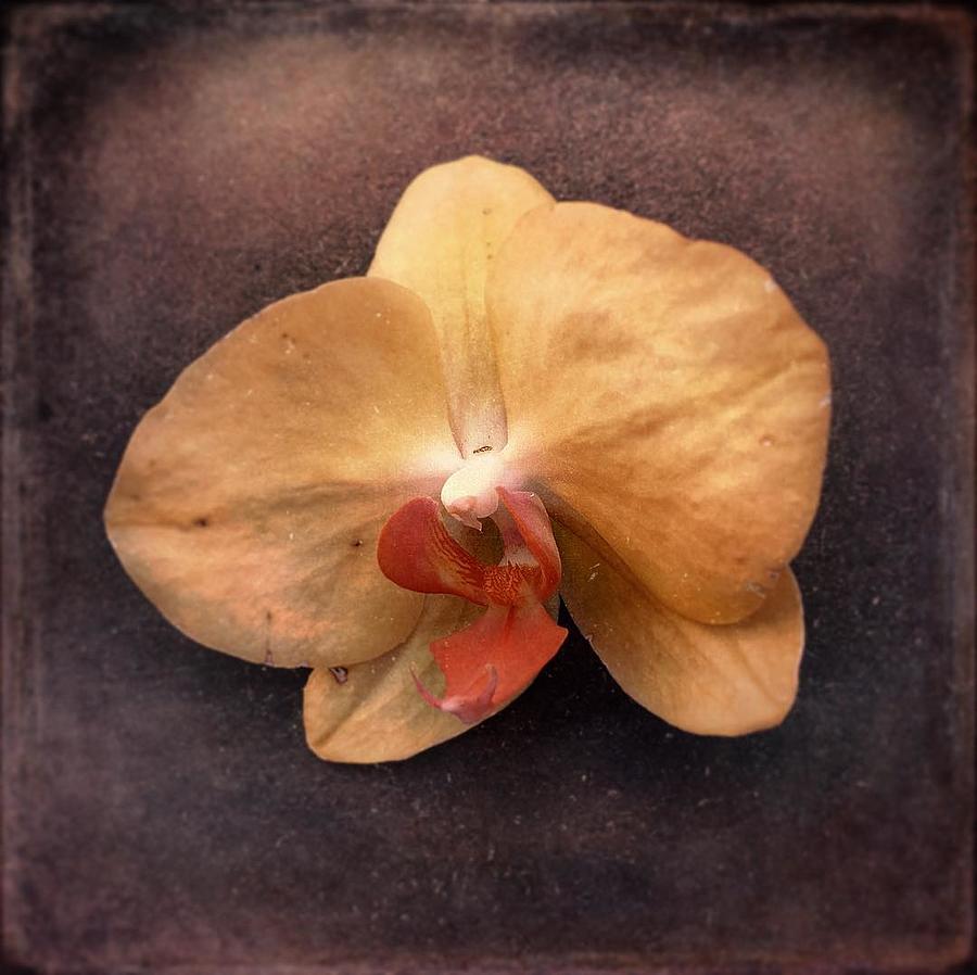 Orchid Photograph by Jennifer Preston