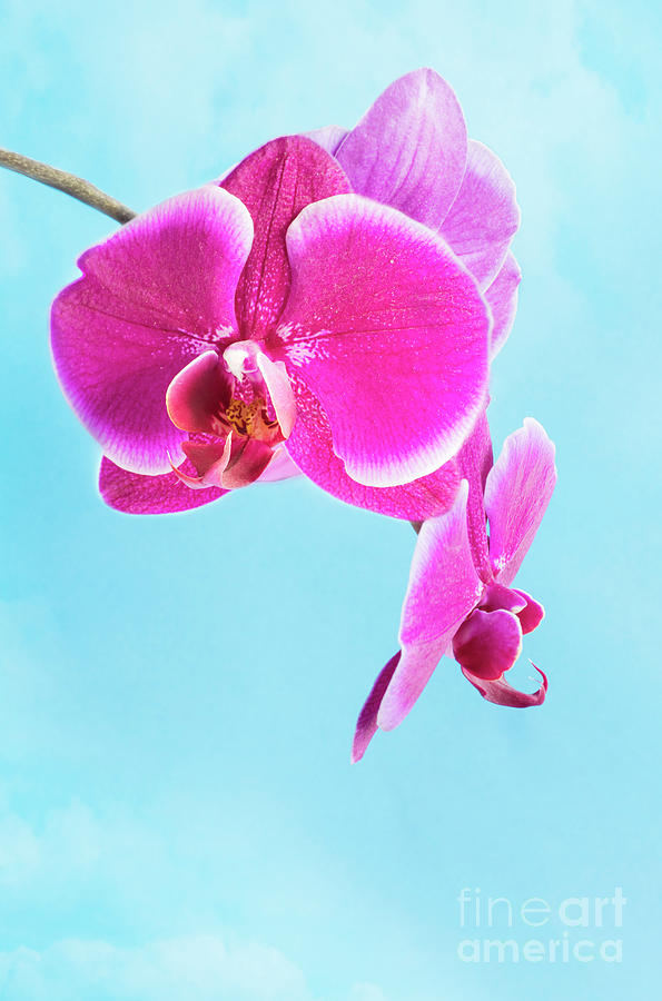 Orchid Photograph by Juli Scalzi
