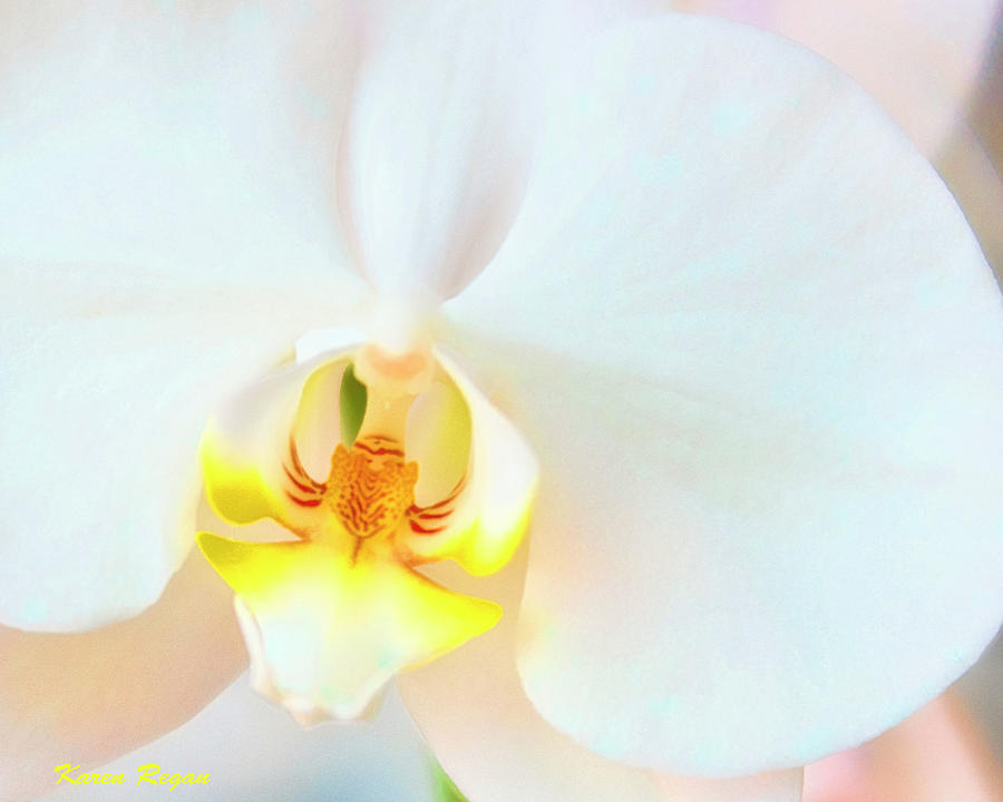 Orchid Photograph - Orchid by Karen Regan